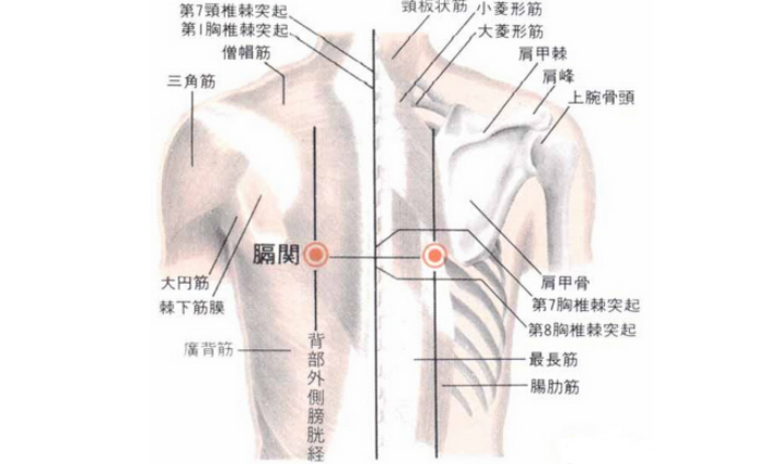 膈關(guān)穴的圖片