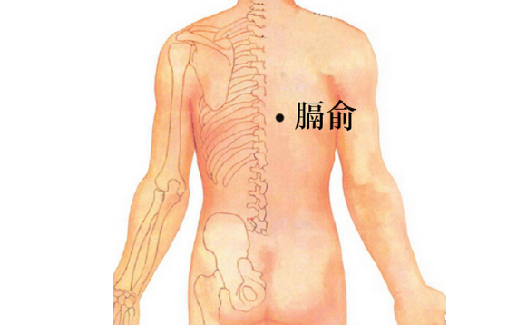 膈俞穴位置