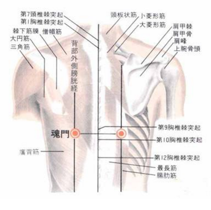魂門穴疼痛怎么回事？魂門穴的準確位置及其功效與作用有哪些？