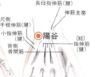 陽(yáng)谷穴的圖片