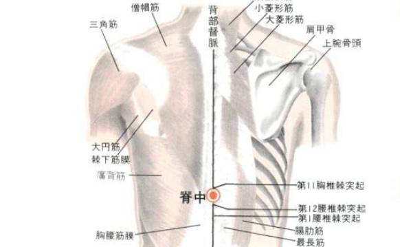 脊中穴的圖片