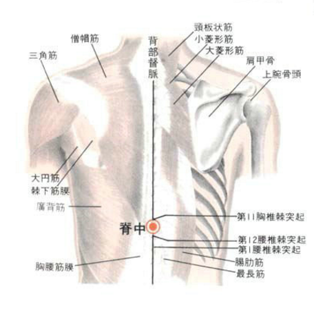 脊中穴的準確位置在哪？
