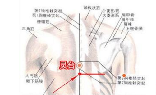 靈臺穴的功效與作用