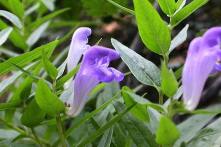 中藥黃芩