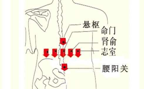 懸樞穴位置