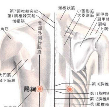 陽綱穴的準確位置在哪？