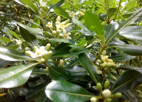 補中益氣湯