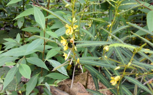 大頭陳的應用