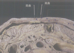 中醫(yī)教你按摩商曲穴治療腹痛及其商曲穴準(zhǔn)確位置！