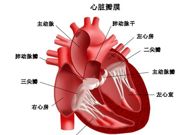 二尖瓣脫垂綜合征