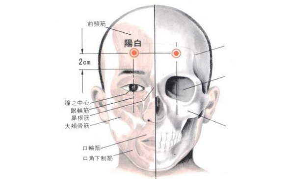 陽白穴的圖片