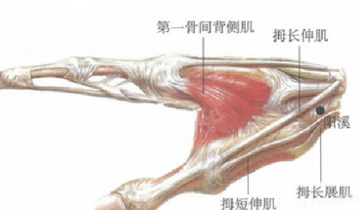 陽溪穴的功效與作用