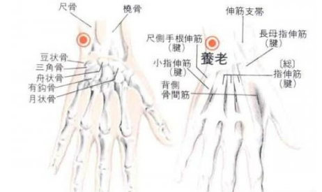 養老穴主治疾病
