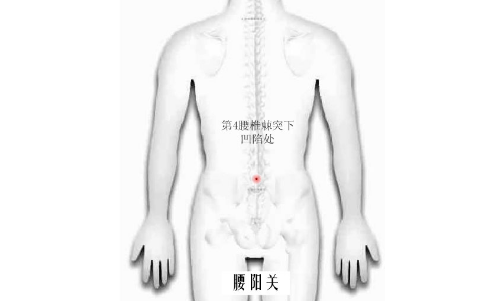 腰陽關穴的功效與作用