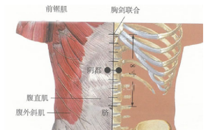 陰都穴的功效與作用