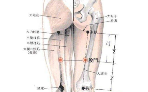 殷門穴的功效與作用