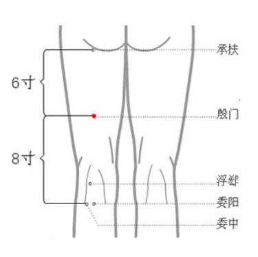 殷門穴的準(zhǔn)確位置在哪？按摩殷門穴的方法及其功效與作用有哪些？