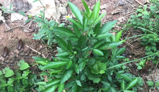 餓螞蟥