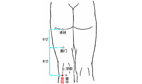 委陽穴圖片