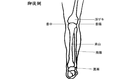 委中穴的功效與作用