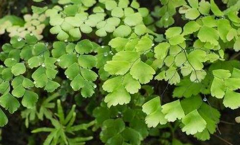 豬鬃草的養(yǎng)殖方法！