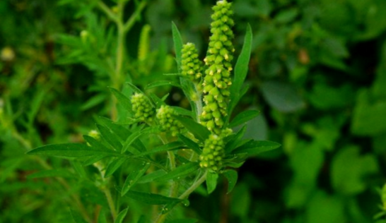 豚草