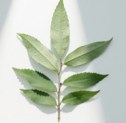 紫珠葉治療咽喉痛的方法推薦！
